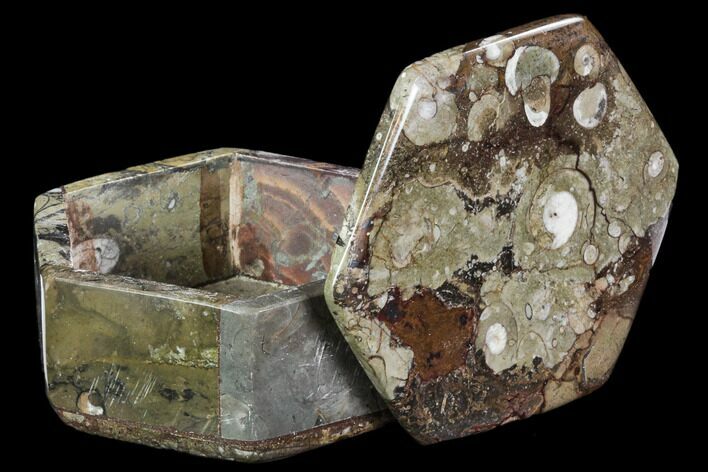 Fossil Orthoceras/Goniatite Jewelry Box #109220